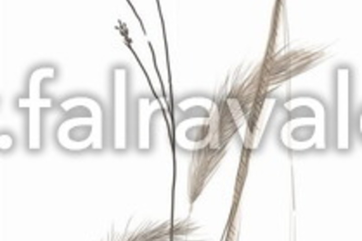 Jubilaums 175
